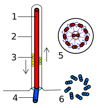 <span class="mw-page-title-main">Axoneme</span> Protein structure forming the core of cilia and flagellae