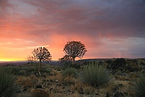 Trees with Sunset - Namibia