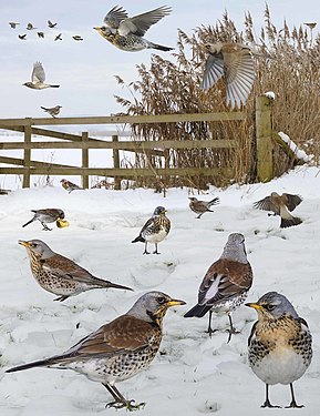 Cocoșarul după Crossley ID Guide Britain and Ireland