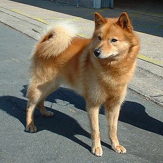 <span class="mw-page-title-main">Finnish Spitz</span> Dog breed