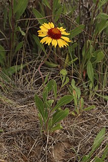 <i>Gaillardia aristata</i> Species of flowering plant