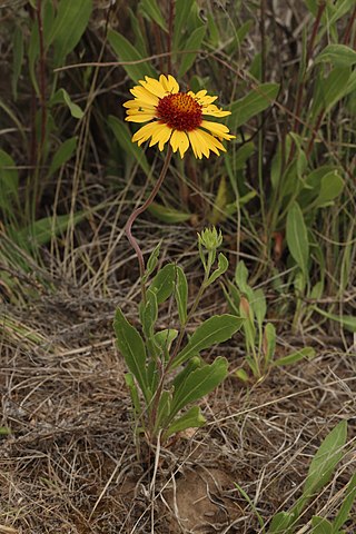 <i>Gaillardia aristata</i> Species of flowering plant