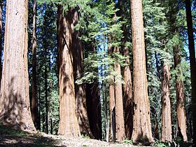 Giant Sequoia trees in the Giant Forest.