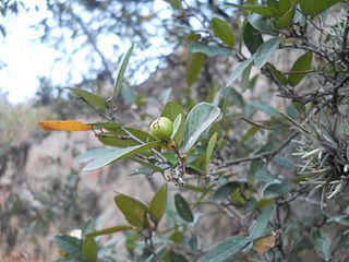 <i>Sebastiania</i> Genus of flowering plants