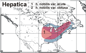 Harta de distribuție a genul hepatica în America