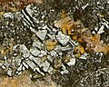 Hetaerolite