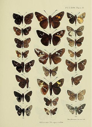 <span class="mw-page-title-main">Erionotini</span> Tribe of butterflies