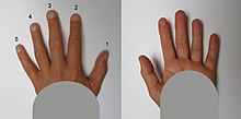 Human fingers both sides 2.jpg