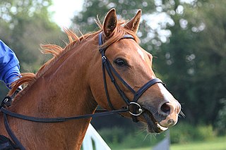 <span class="mw-page-title-main">Bridle</span> Piece of equipment used to direct a horse