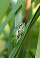 Hyla arborea (Laubfrosch, adult) [D]