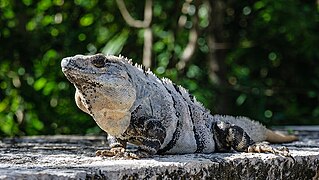 Iguana verde (Iguana iguana)