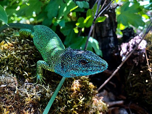 Green Lizard, male Photograph: User:Petergonda