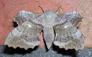 Smerinthini Tribe of moths