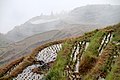 Rice terraces Ping-an