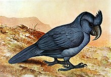 Painting of a blue broad-billed parrot