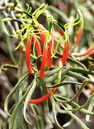 <i>Lysiana exocarpi</i> Species of mistletoe