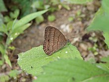 Magneuptychia nebulosa adult on leaf