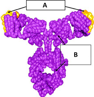 <span class="mw-page-title-main">Omalizumab</span> Monoclonal antibody medication