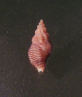 <i>Orania</i> (gastropod) Genus of gastropods