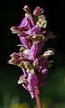 Orchis spitzelii