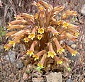 Orobanche fasciculata