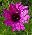 Osteospermum fruticosum