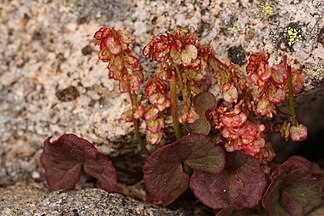 Alpine mountain-sorrel (Oxyria digyna)