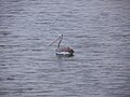 A Pelican (Seen in July)