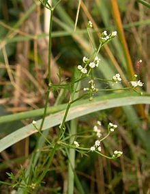 Petroselinum segetum 1.jpg