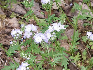 <i>Phacelia purshii</i> Species of plant