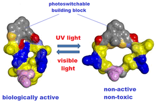 <span class="mw-page-title-main">Photoactivated peptide</span>