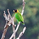 A green parrot with a yellow neck, a black head, and red irises