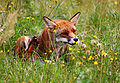 Red fox