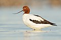 Avocette d'Australie de profil debout dans l'eau. Elle est blanche avec l'aile partiellement brune et la tête rousse.