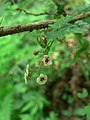 Squak Mountain State Park