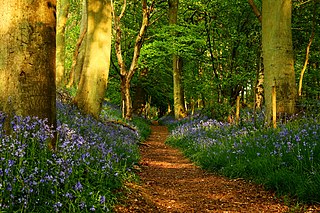 <span class="mw-page-title-main">The Ridgeway</span> Ancient trackway described as Britains oldest road