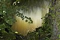 * Nomination The sun playing with a stream in a forestry undergrowth. Dordogne, France.--Jebulon 14:47, 17 September 2011 (UTC) * Promotion Very good quality. --Someone35 14:55, 17 September 2011 (UTC)