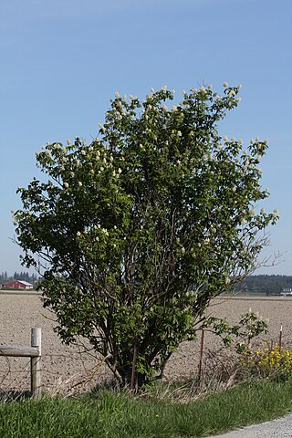 <i>Sambucus racemosa</i> Species of plant