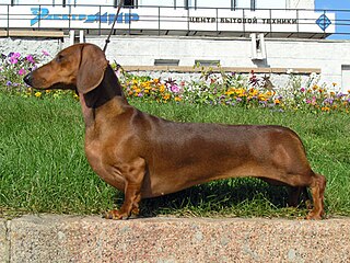 <span class="mw-page-title-main">Dachshund</span> Dog breed