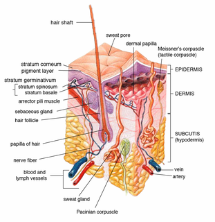 Dermis Layer of skin between the epidermis (with which it makes up the cutis) and subcutaneous tissues