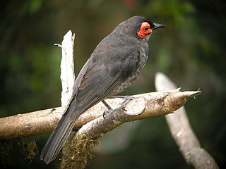 <span class="mw-page-title-main">Common smoky honeyeater</span> Species of bird