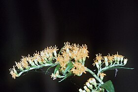 Solidago canadensis var. scabra