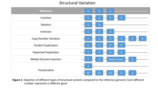 <span class="mw-page-title-main">Structural variation in the human genome</span> Genomic alterations, varying between individuals