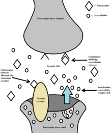 Galantamine's dual mechanism of action Synapse FINISHED.png