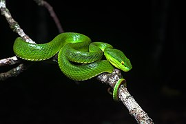 Trimeresurus albolabris, White-lipped pit viper (female) - Kaeng Krachan National Park (27493423545)