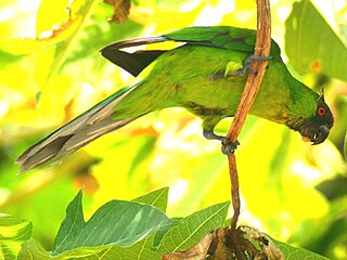 <span class="mw-page-title-main">Ouvea parakeet</span> Species of bird