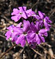 Verbena peruviana