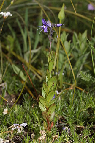 <i>Veronica cusickii</i> Species of flowering plant in the family Plantaginaceae