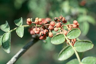 <i>Zanthoxylum americanum</i> Species of tree