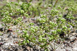 Lininė žarotūnė (Radiola linoides)